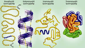 Սպիտակուցներ,սպիտակուցի կառուցվածքը – Մարիա Պախուցկայա